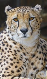 Preview wallpaper cheetah, animal, glance, big cat