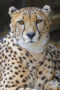 Preview wallpaper cheetah, animal, glance, big cat