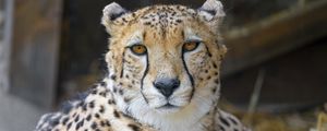 Preview wallpaper cheetah, animal, glance, big cat