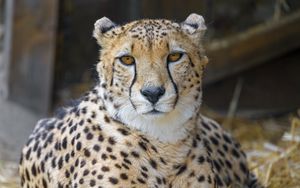 Preview wallpaper cheetah, animal, glance, big cat