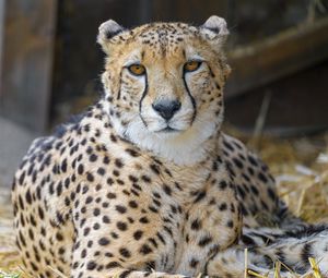 Preview wallpaper cheetah, animal, glance, big cat