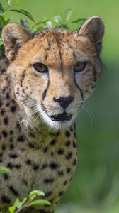 Preview wallpaper cheetah, animal, glance, predator, big cat