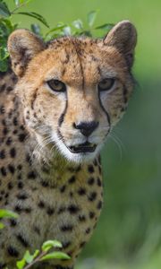 Preview wallpaper cheetah, animal, glance, predator, big cat