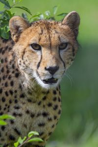 Preview wallpaper cheetah, animal, glance, predator, big cat