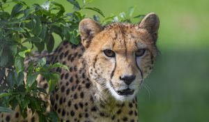 Preview wallpaper cheetah, animal, glance, predator, big cat