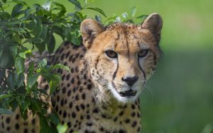 Preview wallpaper cheetah, animal, glance, predator, big cat
