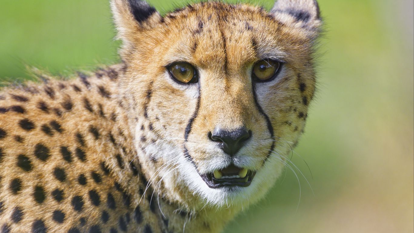 Download wallpaper 1366x768 cheetah, animal, glance, predator tablet ...