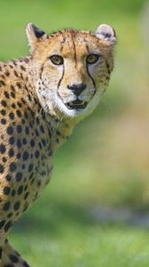 Preview wallpaper cheetah, animal, glance, predator