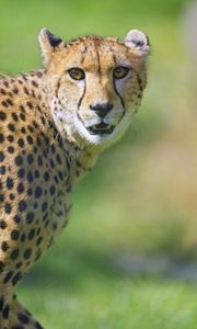 Preview wallpaper cheetah, animal, glance, predator