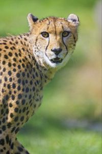 Preview wallpaper cheetah, animal, glance, predator