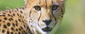 Preview wallpaper cheetah, animal, glance, predator