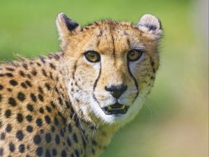 Preview wallpaper cheetah, animal, glance, predator
