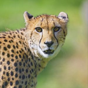 Preview wallpaper cheetah, animal, glance, predator
