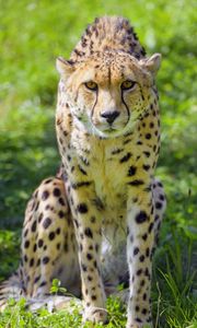 Preview wallpaper cheetah, animal, glance, predator, wildlife