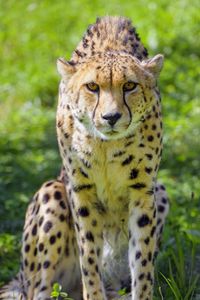 Preview wallpaper cheetah, animal, glance, predator, wildlife