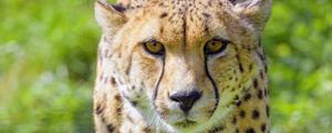 Preview wallpaper cheetah, animal, glance, predator, wildlife