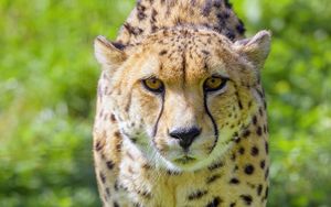 Preview wallpaper cheetah, animal, glance, predator, wildlife