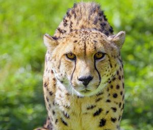 Preview wallpaper cheetah, animal, glance, predator, wildlife