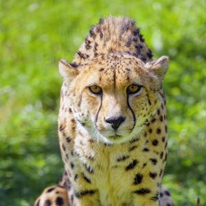 Preview wallpaper cheetah, animal, glance, predator, wildlife