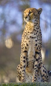 Preview wallpaper cheetah, animal, glance, predator, big cat, wildlife