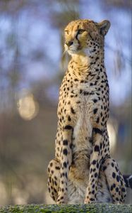 Preview wallpaper cheetah, animal, glance, predator, big cat, wildlife