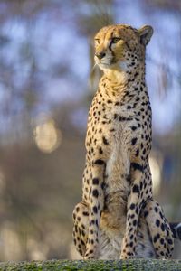 Preview wallpaper cheetah, animal, glance, predator, big cat, wildlife