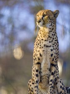 Preview wallpaper cheetah, animal, glance, predator, big cat, wildlife