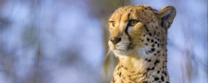 Preview wallpaper cheetah, animal, glance, predator, big cat, wildlife