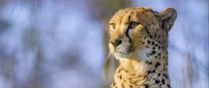 Preview wallpaper cheetah, animal, glance, predator, big cat, wildlife