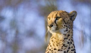 Preview wallpaper cheetah, animal, glance, predator, big cat, wildlife