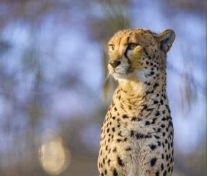 Preview wallpaper cheetah, animal, glance, predator, big cat, wildlife