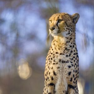 Preview wallpaper cheetah, animal, glance, predator, big cat, wildlife