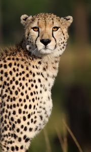 Preview wallpaper cheetah, animal, glance, predator, wildlife, africa
