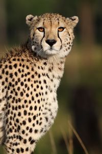 Preview wallpaper cheetah, animal, glance, predator, wildlife, africa