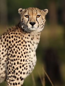 Preview wallpaper cheetah, animal, glance, predator, wildlife, africa