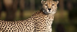 Preview wallpaper cheetah, animal, glance, predator, wildlife, africa