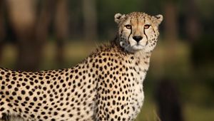 Preview wallpaper cheetah, animal, glance, predator, wildlife, africa