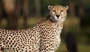 Preview wallpaper cheetah, animal, glance, predator, wildlife, africa