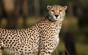 Preview wallpaper cheetah, animal, glance, predator, wildlife, africa