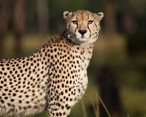 Preview wallpaper cheetah, animal, glance, predator, wildlife, africa