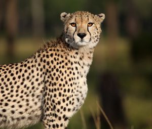 Preview wallpaper cheetah, animal, glance, predator, wildlife, africa