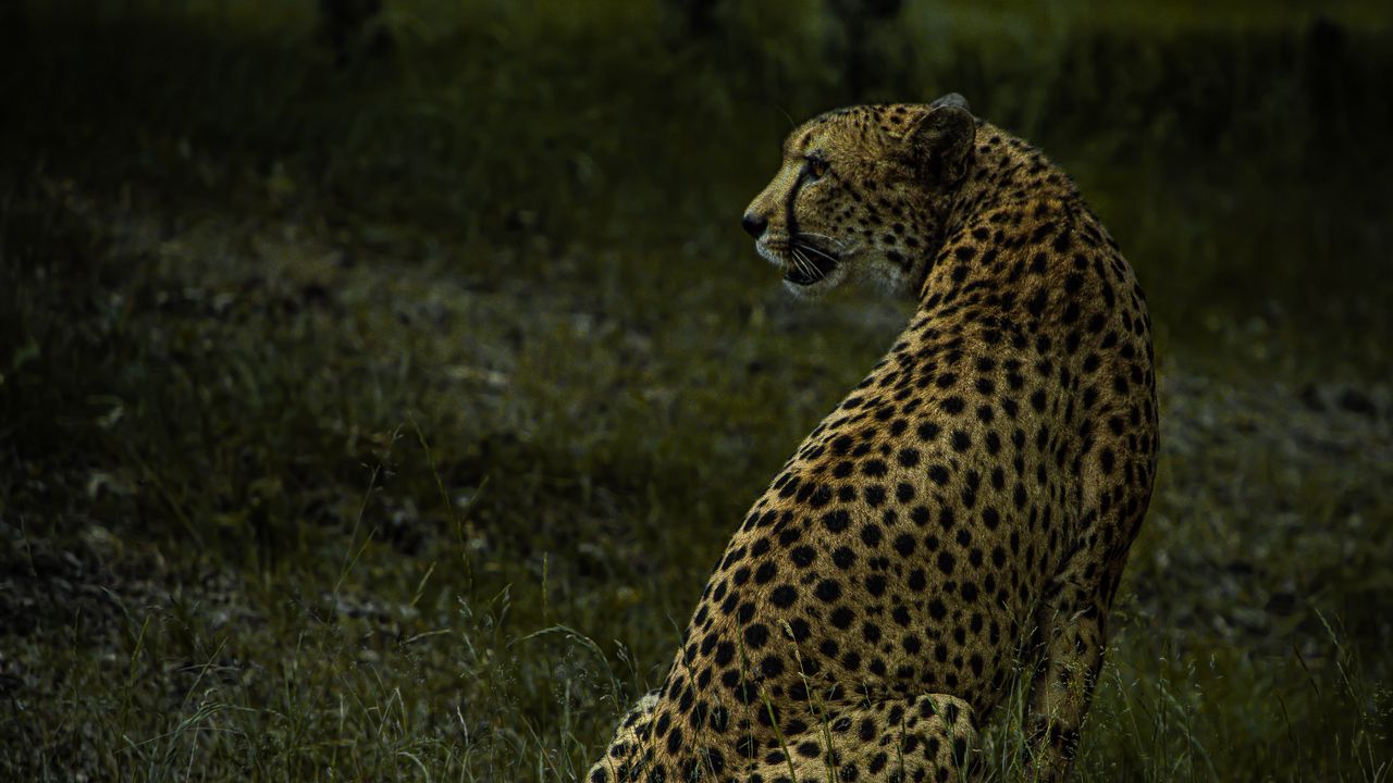 Wallpaper cheetah, animal, predator, big cat, wild