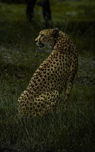 Preview wallpaper cheetah, animal, predator, big cat, wild