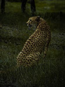 Preview wallpaper cheetah, animal, predator, big cat, wild