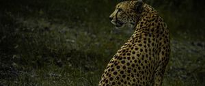 Preview wallpaper cheetah, animal, predator, big cat, wild