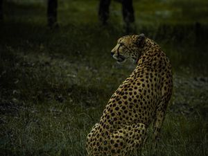 Preview wallpaper cheetah, animal, predator, big cat, wild