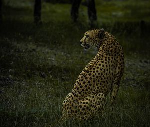 Preview wallpaper cheetah, animal, predator, big cat, wild