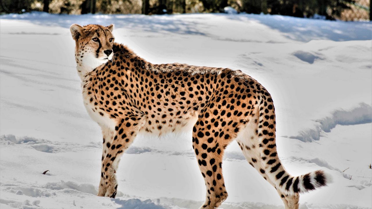 Wallpaper cheetah, animal, predator, big cat, snow, wildlife
