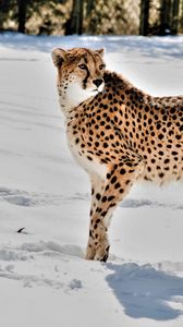 Preview wallpaper cheetah, animal, predator, big cat, snow, wildlife