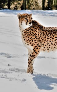 Preview wallpaper cheetah, animal, predator, big cat, snow, wildlife